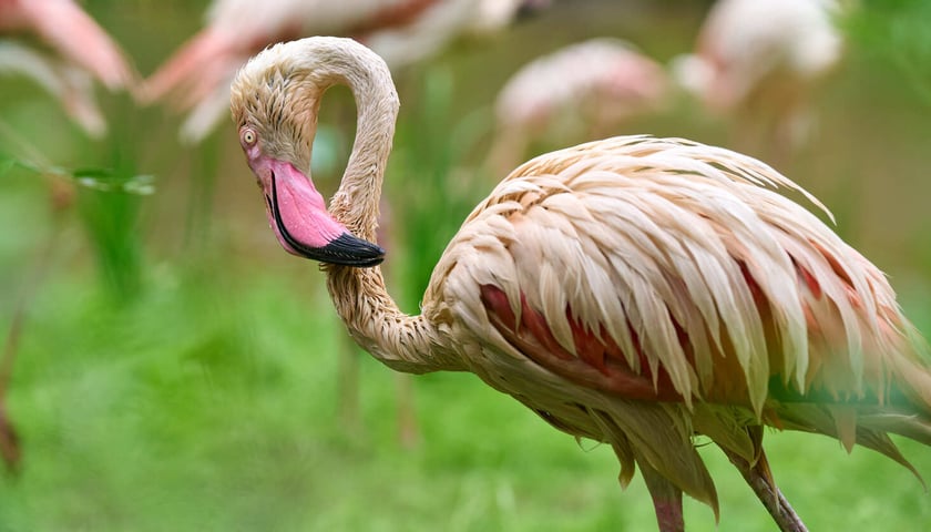 Nowy dom flamingów
