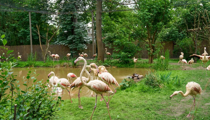 Nowy dom flamingów