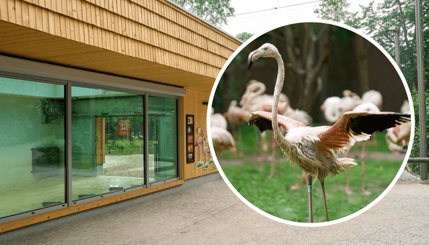 Kolaż dwóch zdjęć: nowy pawilon flamingów oraz jeden z jego mieszkańców