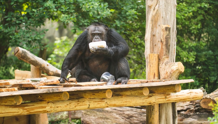 Szympans na drewnianym podeście na wybiegu w zoo we Wrocławiu