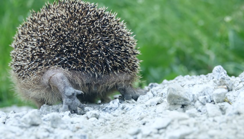 Jeże pod opieką Ekostraży