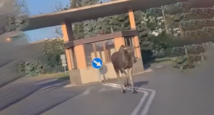 Łoś na pogotowiu przy ul. Ziębickiej