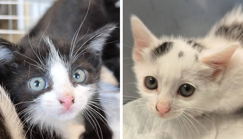 Koty do adopcji z wrocławskiego schroniska