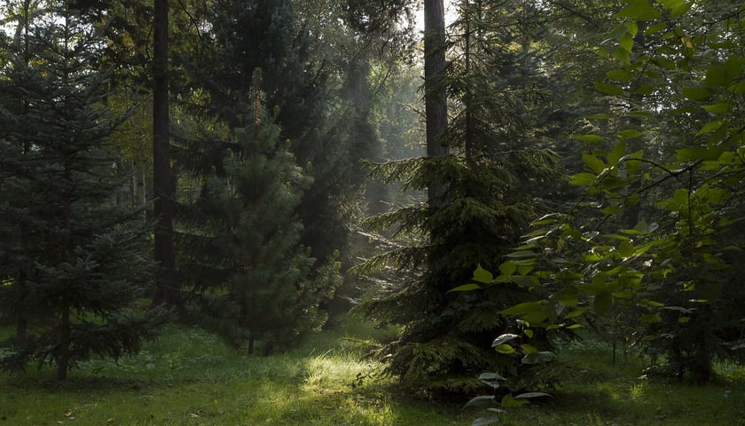 Ogród Botaniczny Roślin Leczniczych Uniwersytetu Medycznego