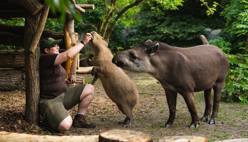 Opiekunka karmi kapibary w Zoo Wrocław