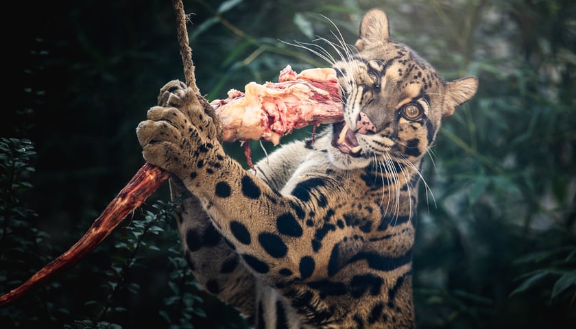 Na zdjęciu pantera mglista, jedna z podopiecznych pracowników wydziału ssaków drapieżnych we wrocławskim ogrodzie zoologicznym