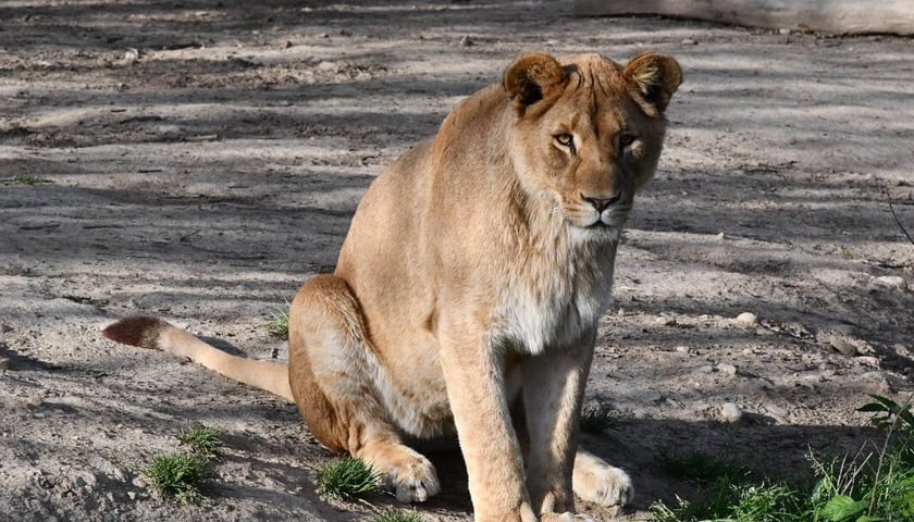 Wanja