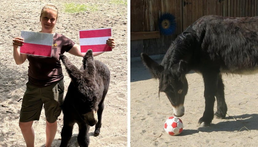 Z lewej osiołek Lambert ze swoją opiekunką Anną, która trzyma 2 kartki w barwach Polski i Austrii, obok osiołek Zidane z piłką 