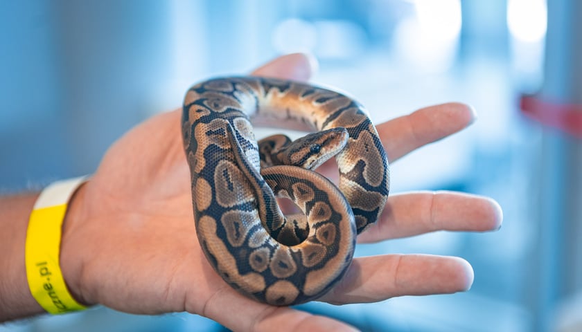 Dolnośląskie Targi Zoologiczne na Tarczyński Arenie