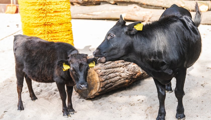 Malina i Fernando - bydło jednej z najmniejszych ras świata na Dziecińcu we wrocławskim zoo.