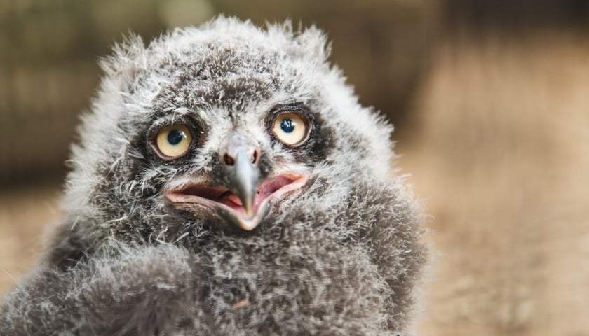 Jedna z siedmiu młodych sów śnieżnych, które wykluły się we wrocławskim zoo