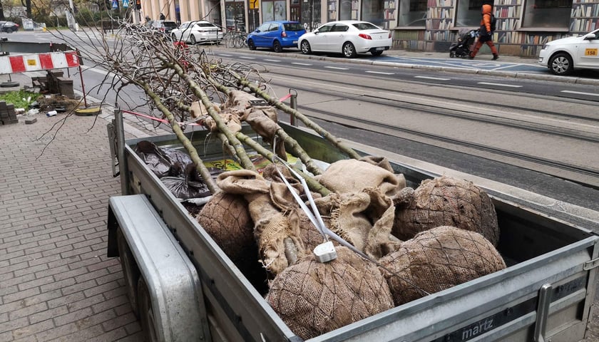 Naczepa z sadzonkami drzew przy ulicy Łokietka