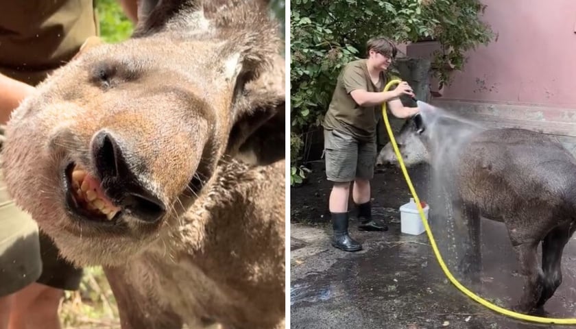 Kolaż dwóch zdjęć – tapirzyca Sara odsłania zęby, opiekunka myje tapirzycę na wybiegu