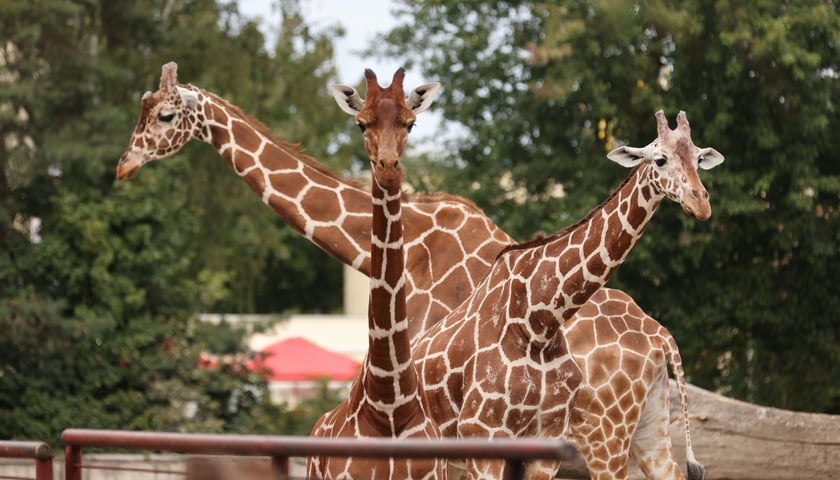Żyrafy z wrocławskiego ZOO