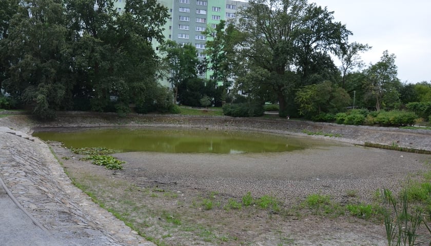 wysychający staw przy Kazimierskiej