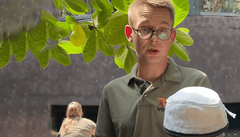 Opiekun manata pokazuje wyściółkę kapelusza, która utknęła w przełyku zwierzęcia