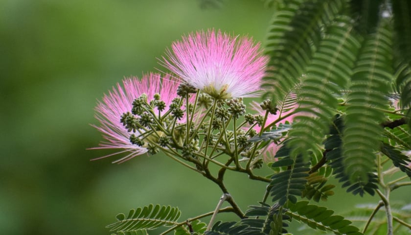 Albicja w Ogrodzie Botanicznym UWr