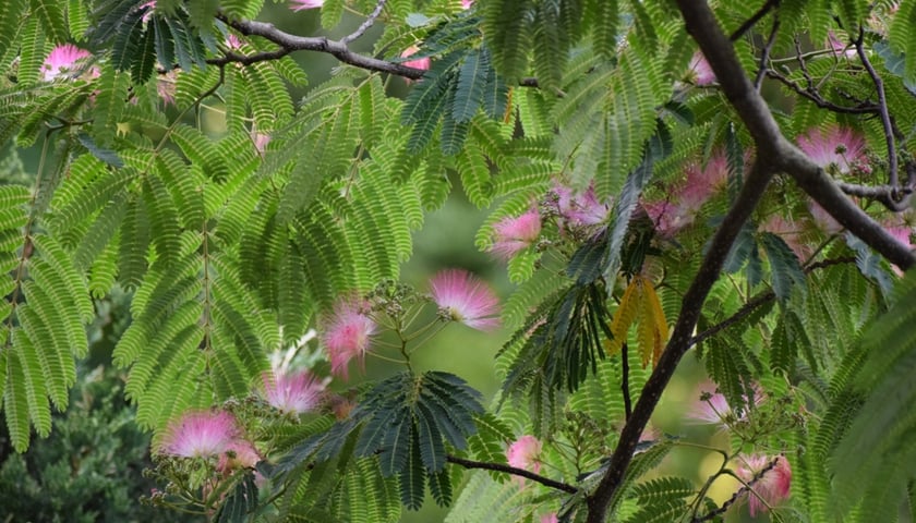 Albicja w Ogrodzie Botanicznym UWr