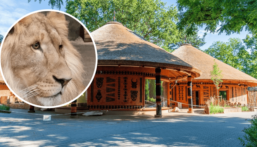 W tle pawilony nowej Lwiarni w zoo, z lewej w kółku lew Togo, który wkrótce tam zamieszka