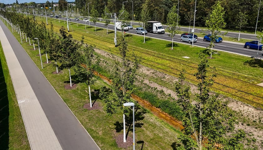 Powiększ obraz: Młode drzewa przy ul. Kosmonautów