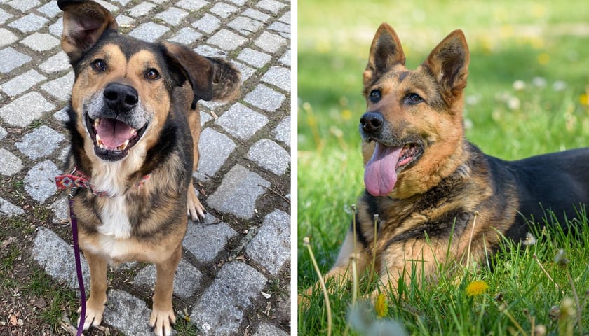 Po lewej: Ziggy, po prawej: Saba