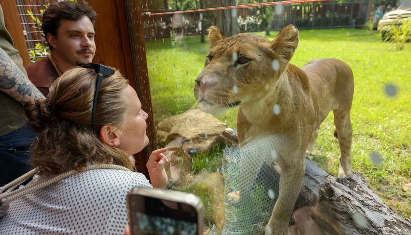 Nowa Lwiarnia we wrocławskim zoo - lwy można podziwiać z bardzo bliska. Na zdjęciu zwiedzający przy szybie wybiegu, a za szybą młoda lwica, która im się przygląda