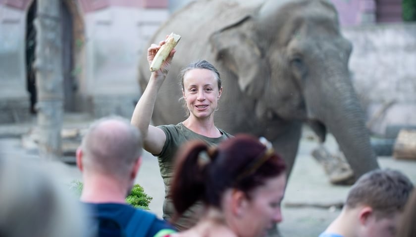 <p>Anna Konieczko, opiekunka w Wydziale Zwierząt Kopytnych z jedną ze swoich podopiecznych</p>
