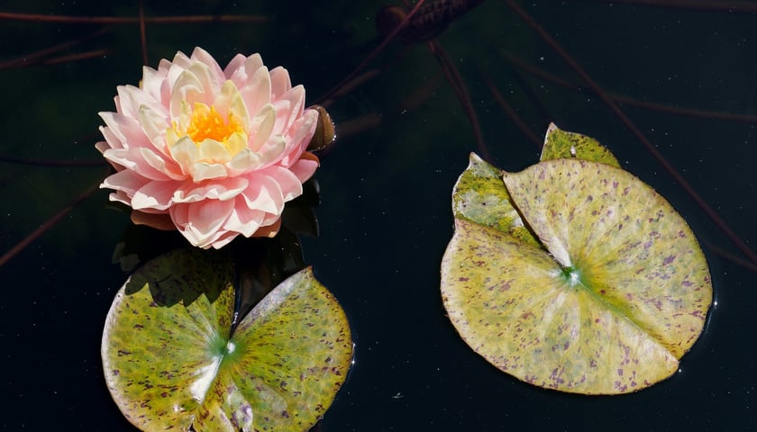 Ogród Botaniczny UWr