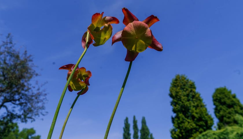Ogród Botaniczny UWr