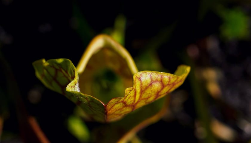 Ogród Botaniczny UWr