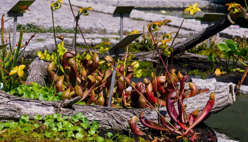 Ogród Botaniczny UWr