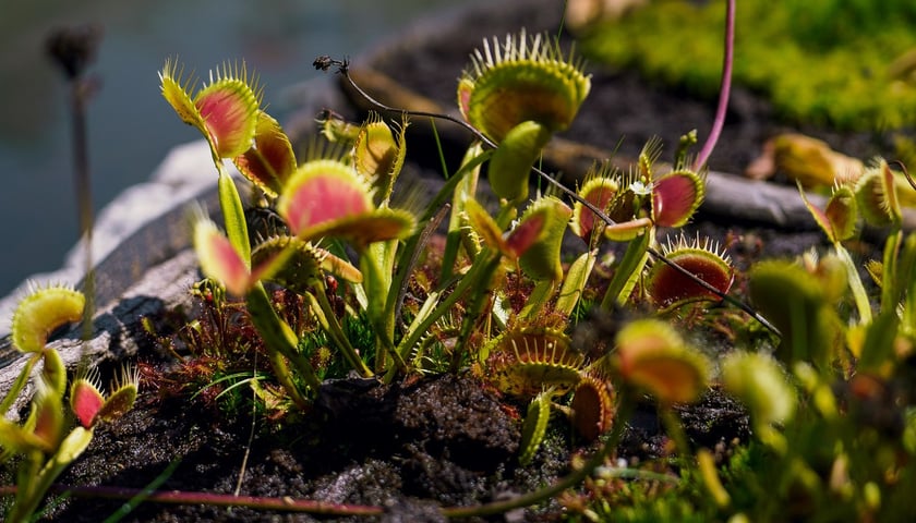 Ogród Botaniczny UWr