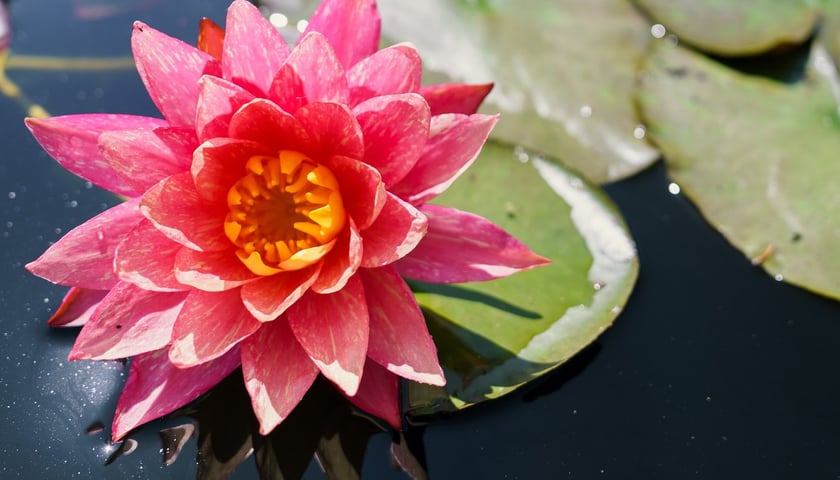 Ogród Botaniczny UWr