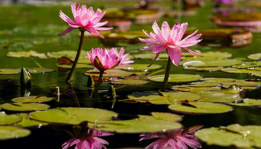 Ogród Botaniczny UWr