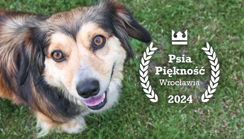 Pies patrzy w górę, po prawej stronie logotyp konkursu Psia Piękność Wrocławia 2024 (zdjęcie ilustracyjne)