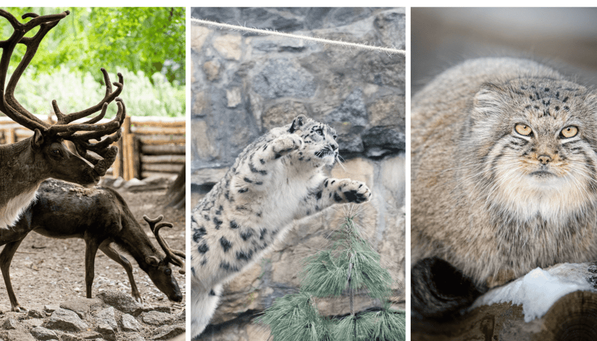 Kolaż 3 zdjęć. Od lewej: renifery, pantera śnieżna, manul