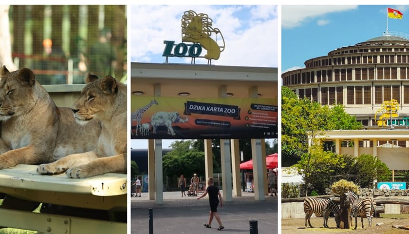 Zwierzęta w zoo we Wrocławiu, zdjęcie ilustracyjne