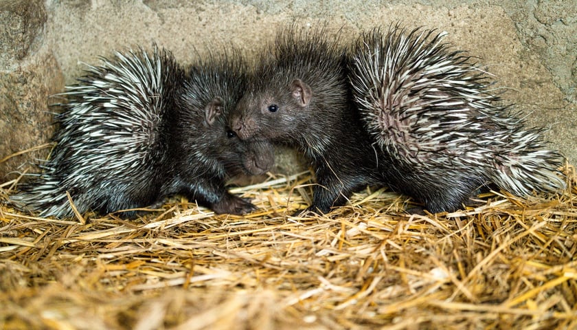 Jeżozwierze indyjskie z wrocławskiego zoo