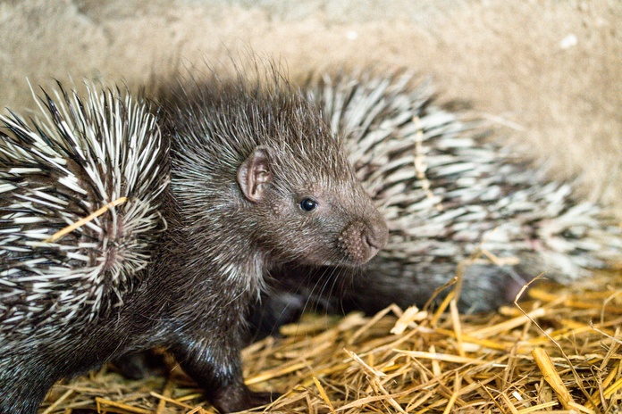 Młody jeżozwierz z wrocławskiego zoo