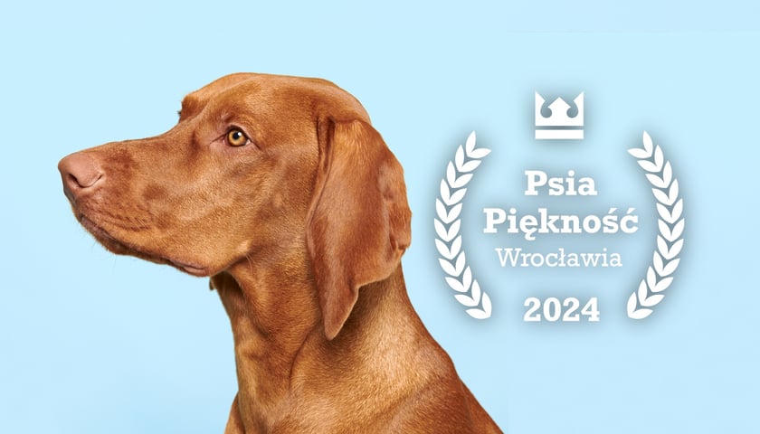 Pies, a obok logo konkursu Psia Piękność Wrocławia 2024