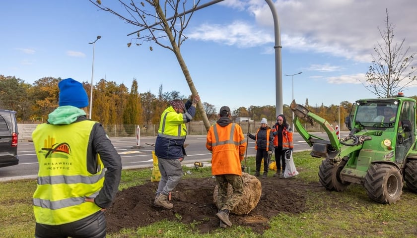 Sadzenie drzew na Kosmonautów - listopad 2023 r. Wtedy posadzono tu 184 duże drzewa, których obwód wynosił ponad 30 cm. Były podobnej wielkości jak te, które sadzone będą teraz