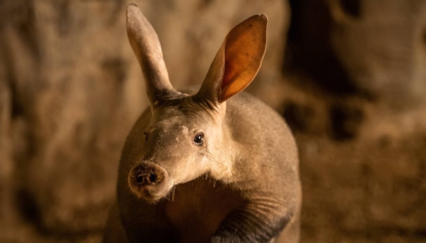 Mrównik z wrocławskiego zoo