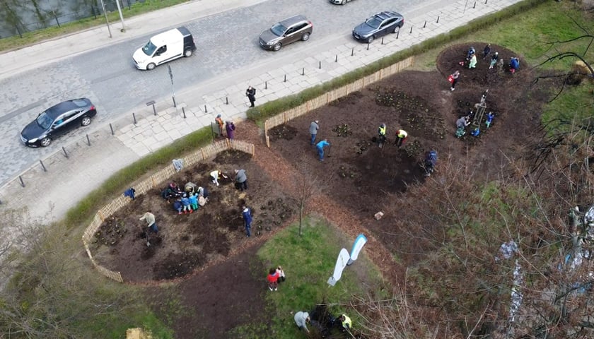 mikrolas Miyawaki we Wrocławiu, marzec 2024
