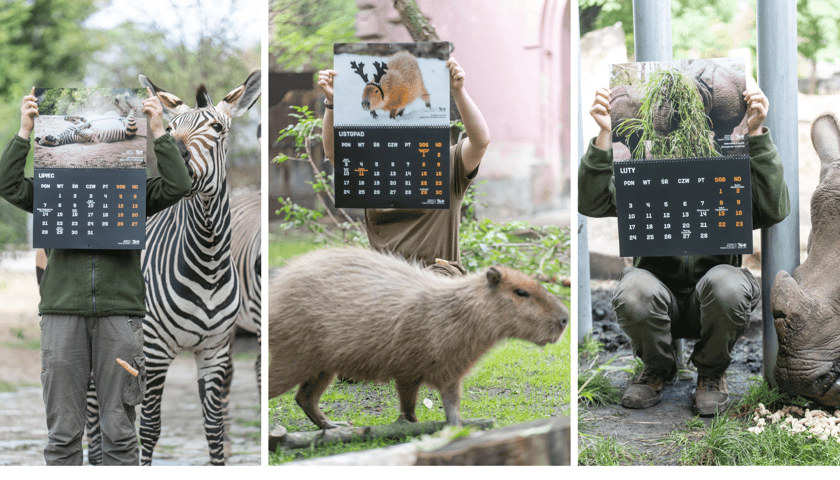Zdjęcia pracowników ZOO we Wrocławiu, którzy trzymają kalendarz. Trzy zdjęcia. Widać też zwierzęta: na pierwszym od lewej zebrę, w środku kapibarę, po prawej nosorożca... 