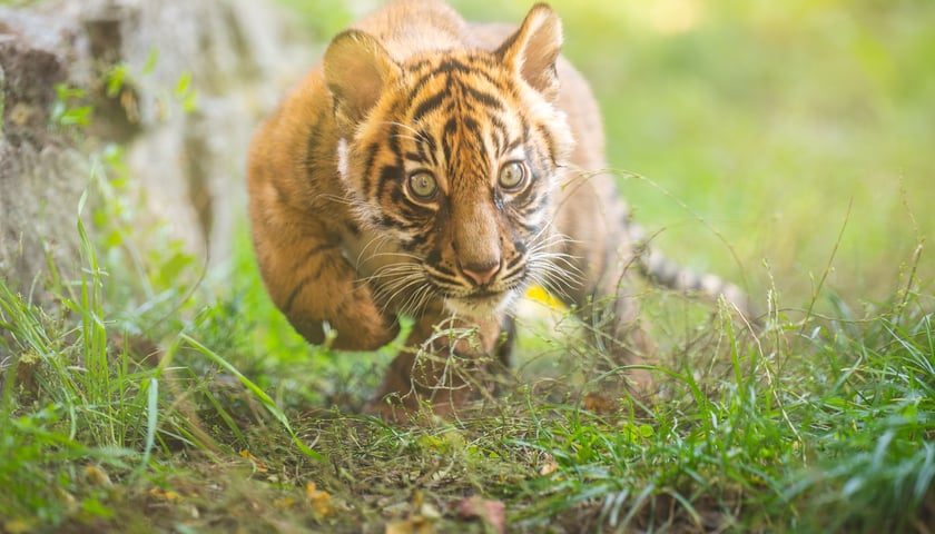Czworaczki z wrocławskiego zoo - małe tygrysy sumatrzańskie