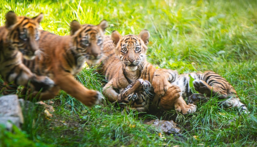 Czworaczki z wrocławskiego zoo - małe tygrysy sumatrzańskie