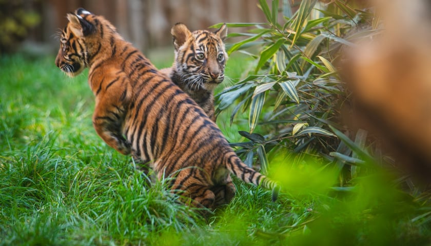 Czworaczki z wrocławskiego zoo - małe tygrysy sumatrzańskie