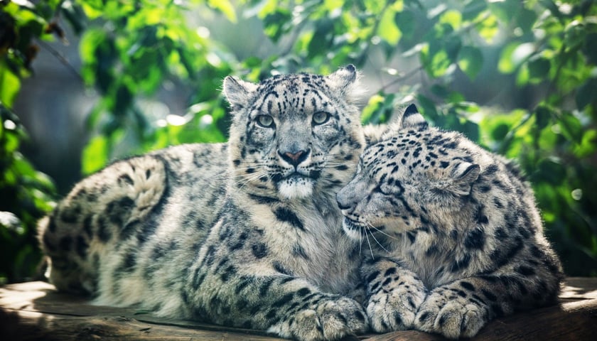 Nastasja i Nurek, pantery śnieżne z wrocławskiego zoo