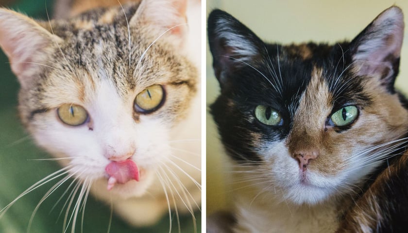 Z lewej Fruzia, z prawej Mila - koty do adopcji z wrocławskiego schroniska dla zwierząt