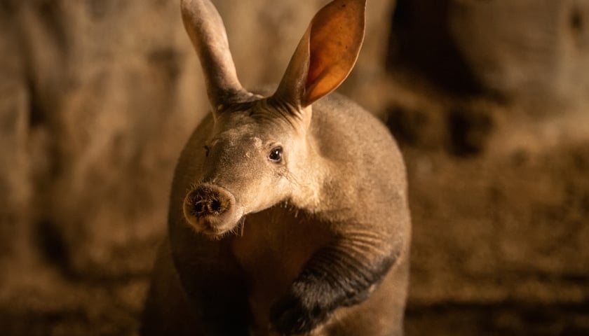 Powiększ obraz: <p>Afrykarium we wrocławskim zoo - mrównik</p>